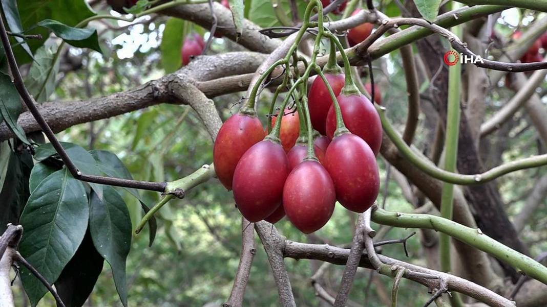 İlk kez görenler şaşkınlıkla izliyor: Bu domates ağaçtan toplanıyor! Yıllar önce o ülkeden getirdi, bu sezon bolluk yaşanıyor 17